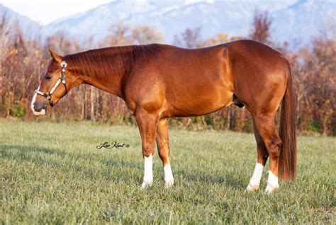 He has earned over 90,000 in NRHA Lifetime Earnings. . Elite reining horses for sale